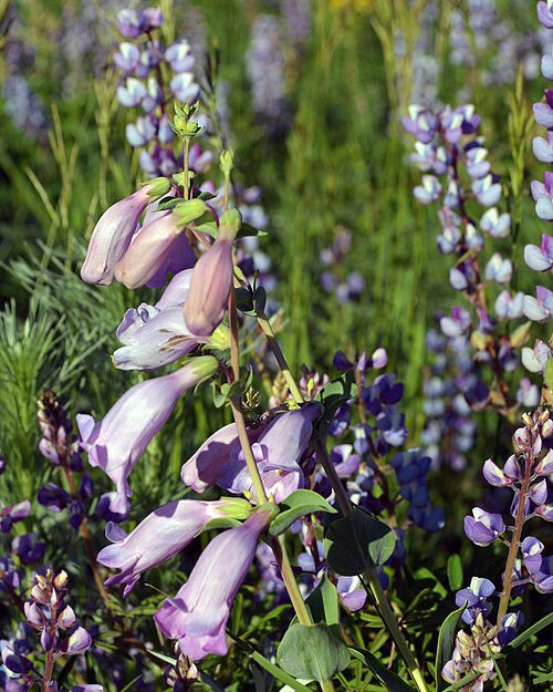 Foxglove Beardtongue (Penstemon cobaea)