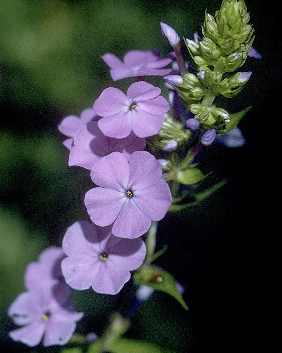 Meadow Phlox (Phlox maculata)