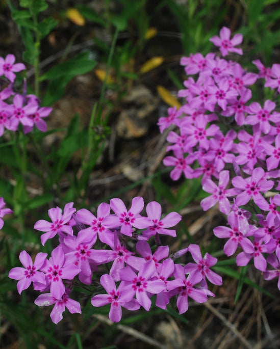 Prairie Phlox (Phlox pilosa)