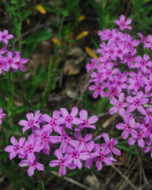 Prairie Phlox (Phlox pilosa)