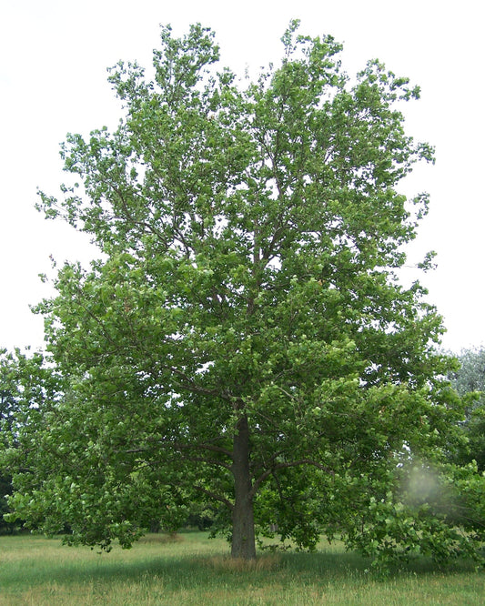 American Sycamore (Platanus occidentalis)