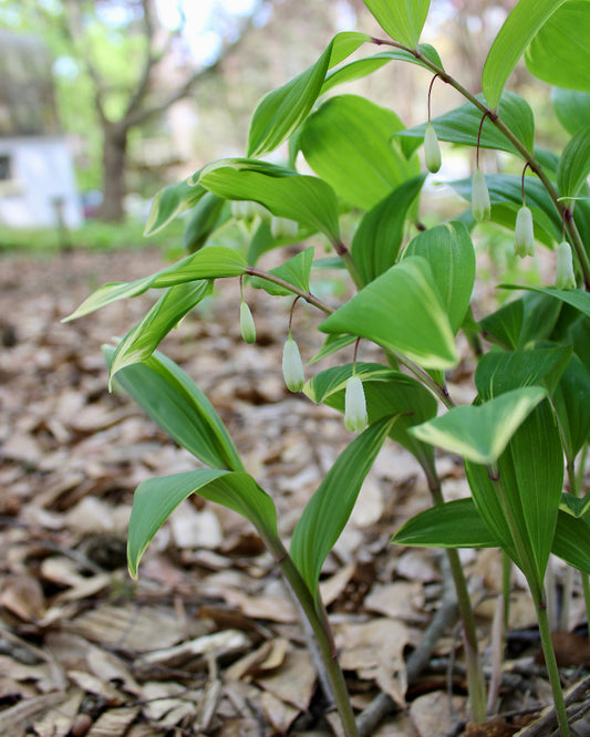 Solomons Seal (Polygonatum biflorum)