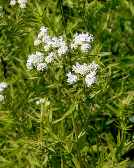 Narrow Leaf Mountain Mint (Pycnanthemum tenuifolium)