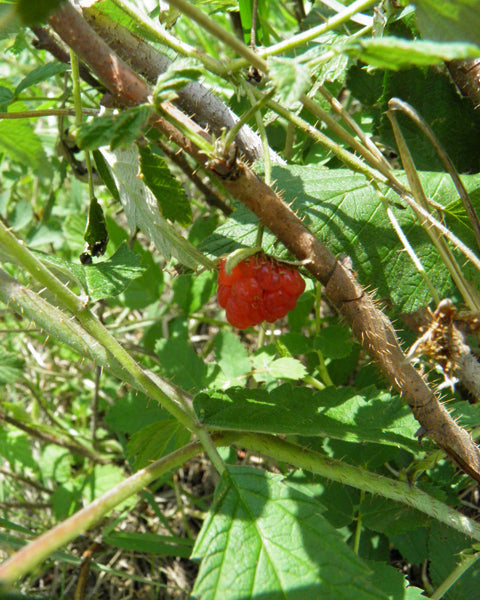 Red Raspberry (Rubus idaeus)