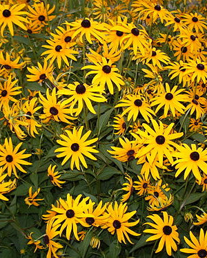 Orange Coneflower (Rudbeckia fulgida)