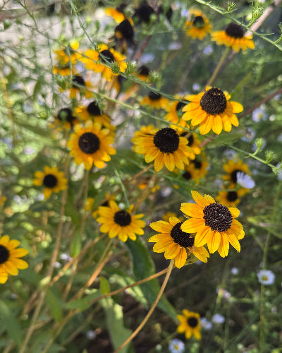Orange Coneflower (Rudbeckia fulgida var. fulgida)