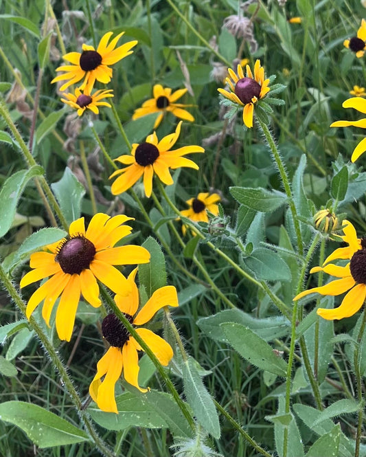 Black-eyed Susan (Rudbeckia hirta)