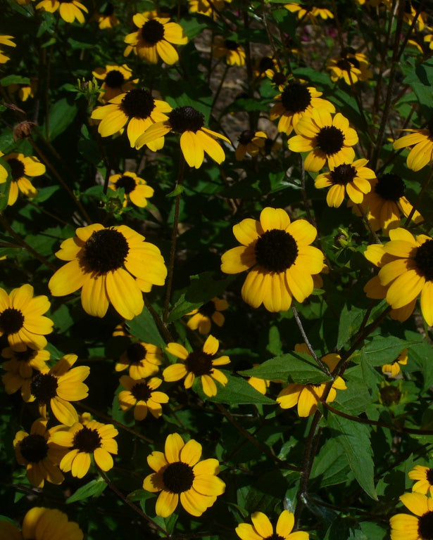 Brown-Eyed Susan (Rudbeckia triloba)