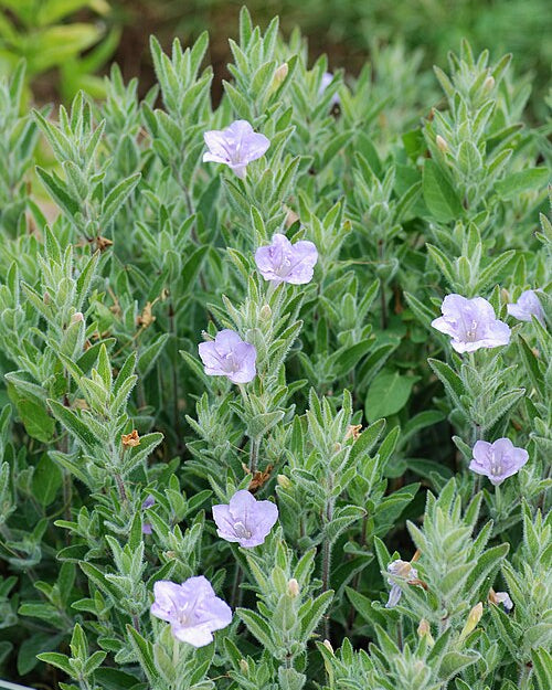 Wild Petunia (Ruellia humilis)
