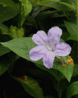 Smooth Wild Petunia (Ruellia strepens)