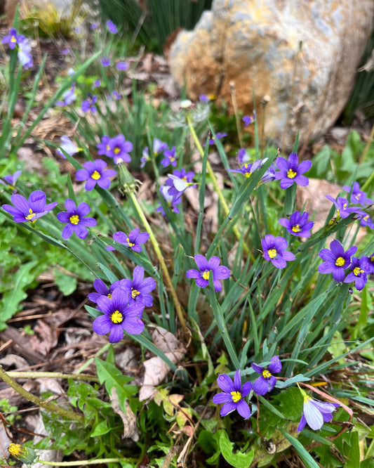 Blue-Eyed Grass (Sisyrinchium spp.)