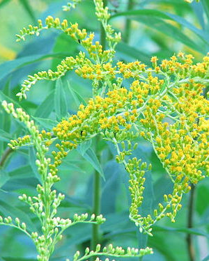 Coastal Plain Goldenrod (Solidago arenicola)