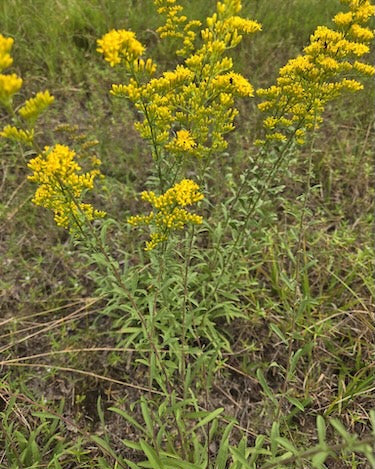 Gray Goldenrod (Solidago nemoralis)