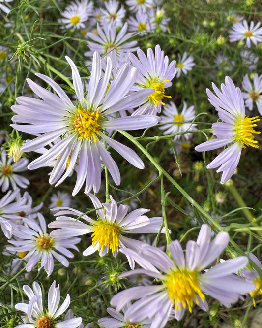 Kentucky Aster (Symphyotrichum kentuckiense)