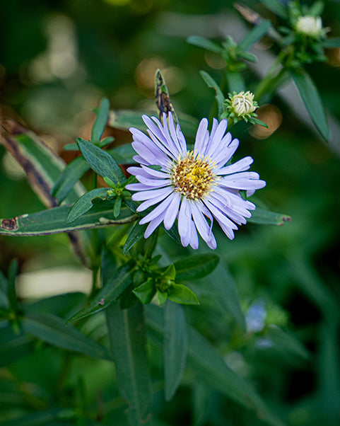 New York Aster (Symphyotrichum novi-belgii)