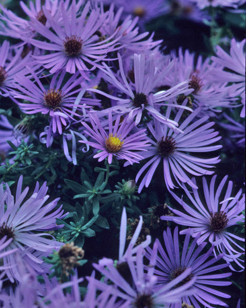 Aromatic Aster (Symphyotrichum oblongifolium)