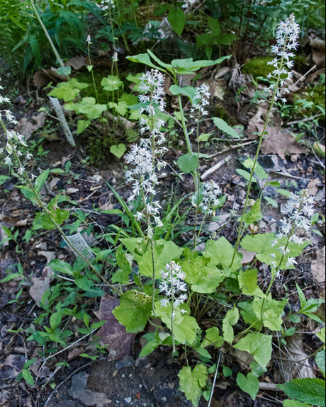 Foamflower (Tiarella cordifolia)