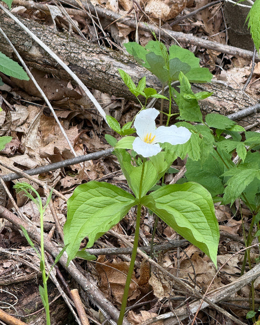 White Trillium (Trillium grandiflorum)