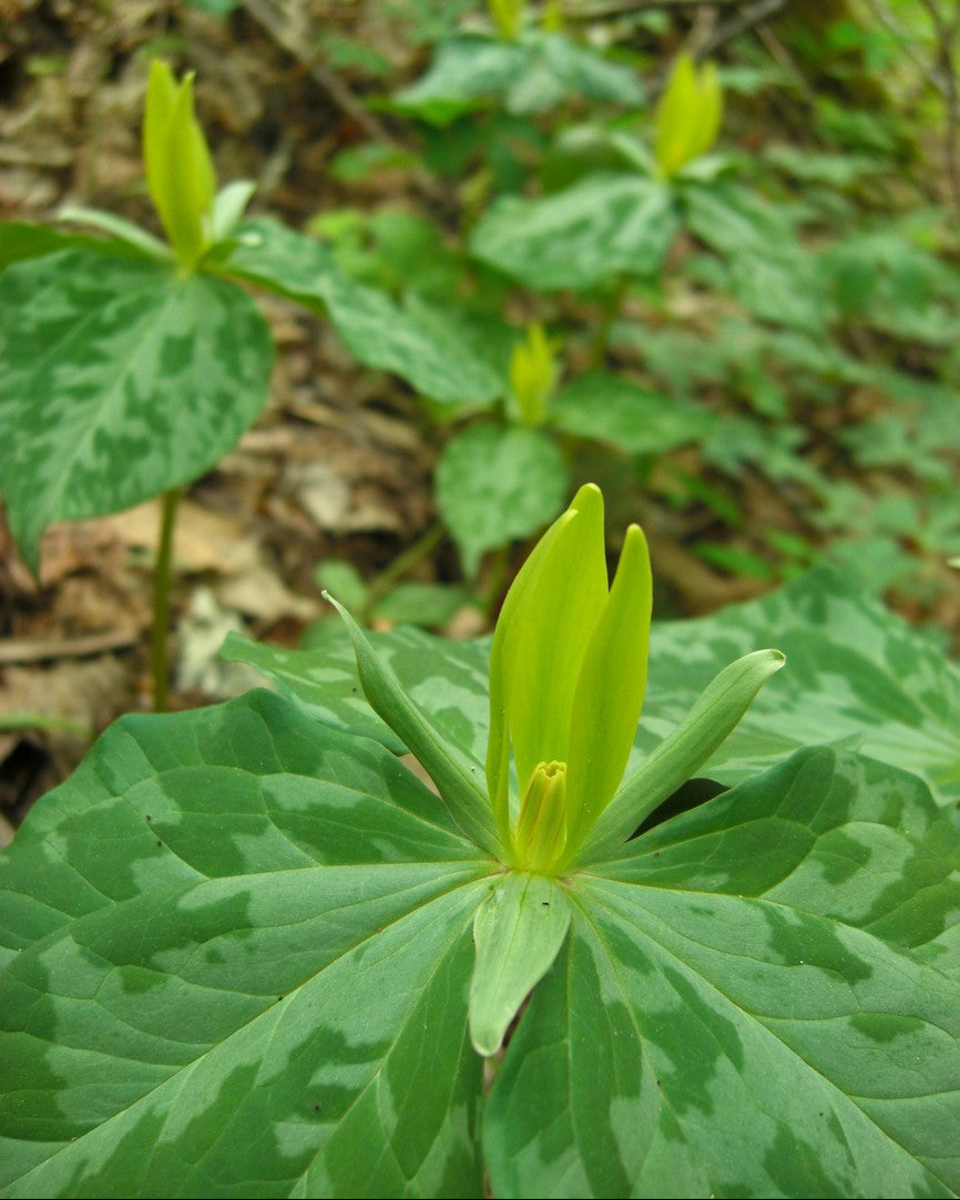 Yellow Trillium (Trillium luteum)