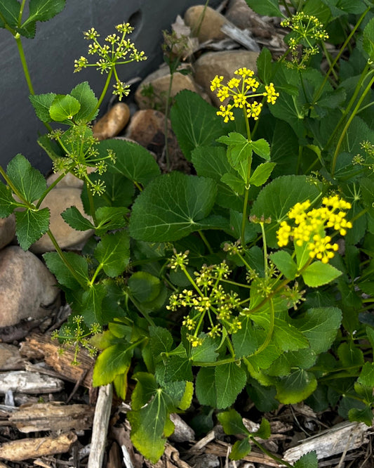 Heart-leaf Golden Alexanders (Zizia aptera)
