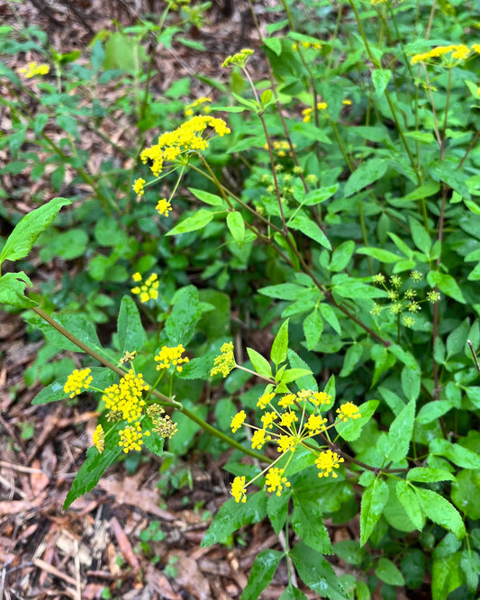 Golden Alexanders (Zizia aurea)